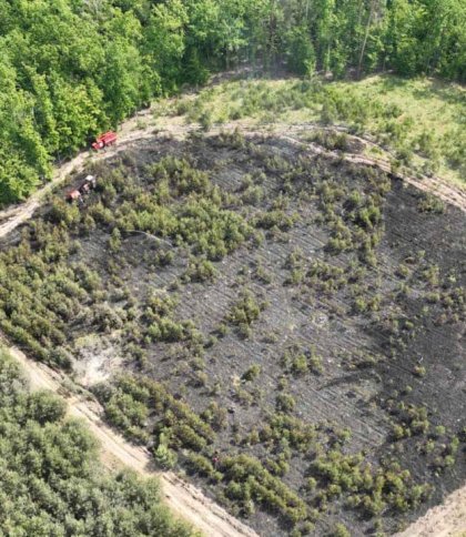 Згорілий ліс на Золочівщині внаслідок падіння ворожого шахеда