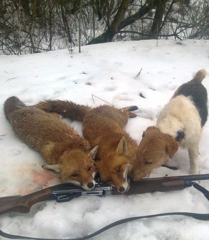 На Львівщині мисливці розпочали відстріл хижаків