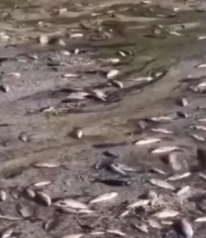 На Дніпропетровщині стався масовий мор риби, загинуло понад 850 кг біоресурсів