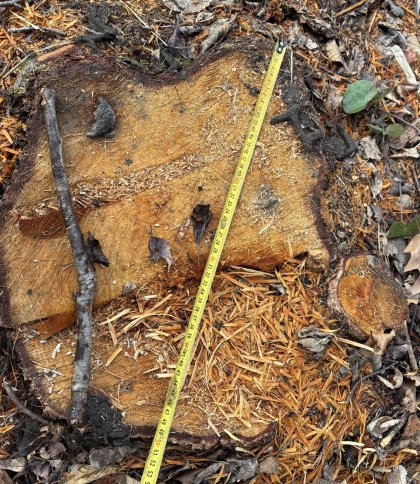 Біля Бібрки невідомі вирубали дерев на понад 1 млн грн