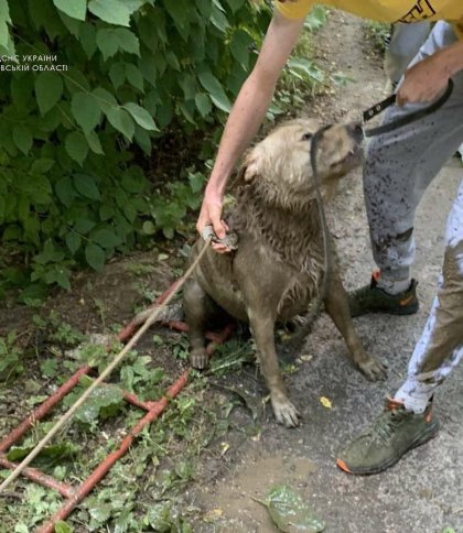 У Сокалі надзвичайники врятували собаку зі стічної ями