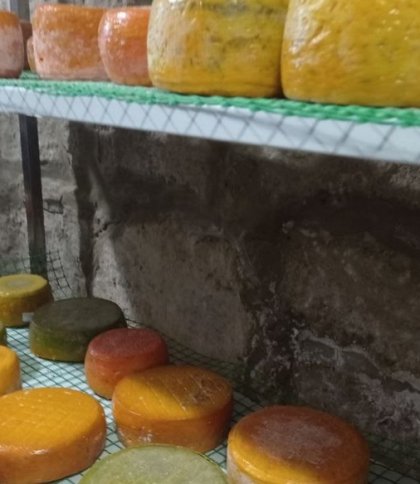 На Львівщині створили соціальну ферму, де роблять сир та допомагають дітям з інвалідністю (фото)