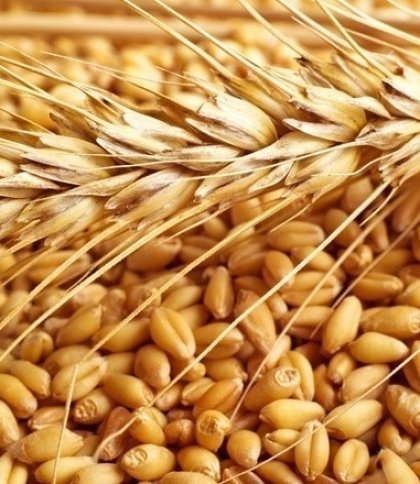 В українських портах заблоковані 22 мільйони тонн зерна, - Президент України