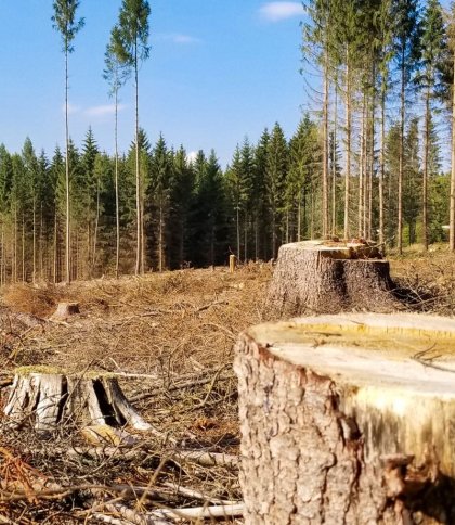 Суд зобов'язав лісгосп Львівщини сплатити 800 тис. грн за вирубку п’яти дерев