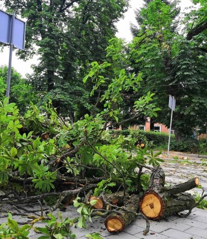У Дрогобичі негода повалила дерева