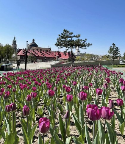 У Львові розквітли тюльпани, подаровані Нідерландами