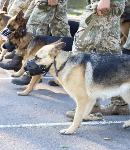 У військовому параді вперше візьмуть участь собаки