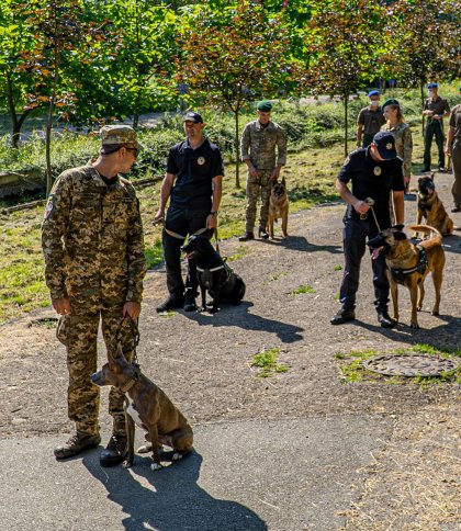Чотирилапі ветерани: у Львові показали фронтових собак