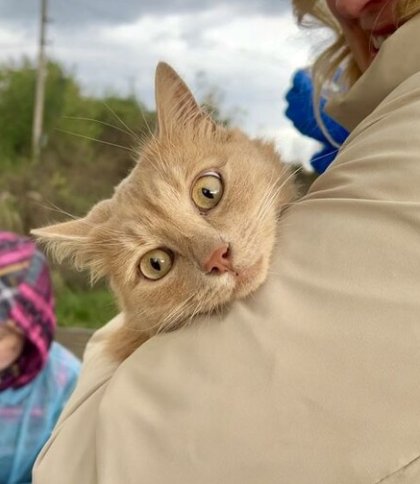 У Замарстинівському парку будуть безплатно вакцинувати тварин від сказу: як записатися