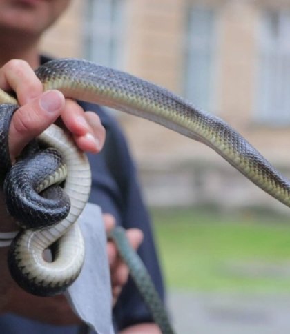 Які змії повзають на Львівщині та як себе поводити при зустрічі з ними