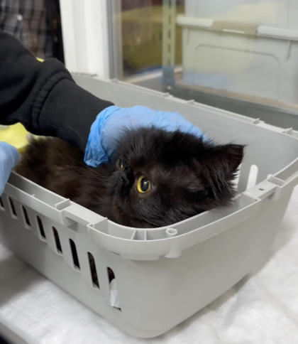 Десятки персидських котів врятували волонтери із квартири львівʼянки