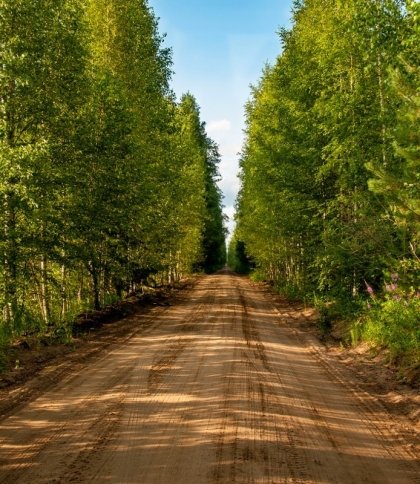 Дрогобицький лісгосп заплатить понад 6 млн грн за будівництво лісової дороги