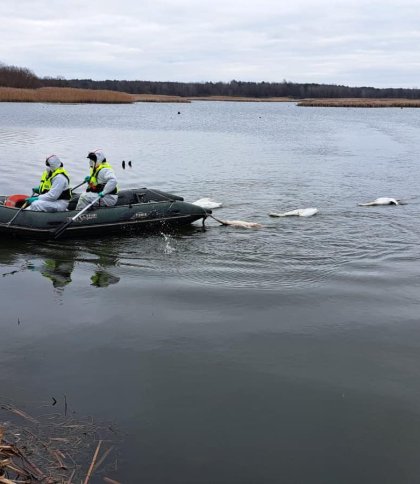 Пташиний грип на Львівщині: точна кількість загиблих лебедів