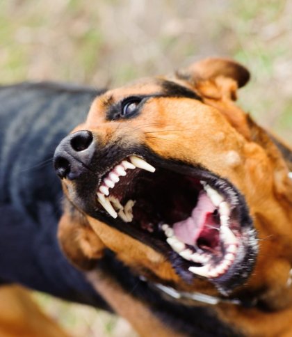 Контактував із людьми: на Яворівщині виявили випадок сказу у собаки
