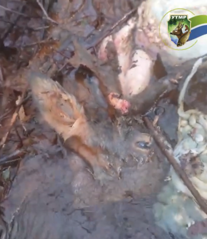 На Львівщині браконьєри вбили п’ятьох косуль та залишили тіла у водоймі