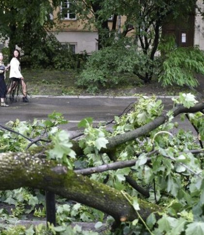 У Львові на проспекті Свободи зріжуть аварійні дерева
