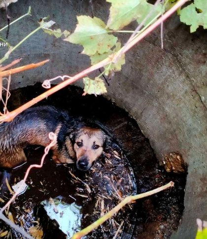 У Трускавці собака впав у двометровий каналізаційний колодязь (фото)