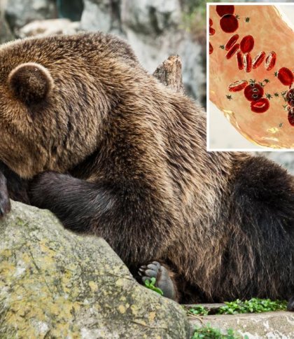 Сплячі ведмеді можуть бути ключем до запобігання смертельним тромбам: дослідження