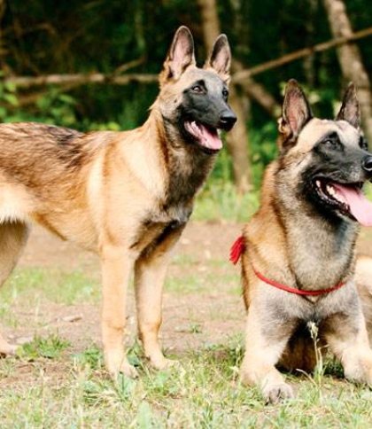 Поліцейські розслідують загибель двох породистих собак у Дрогобичі