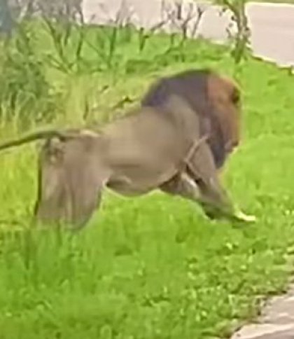 З важким серцем дивилися, але не могли втрутитись: у мережу потрапило відео, як лев напав на гієну