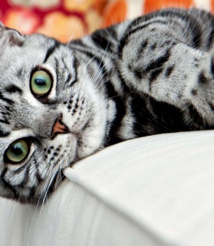 "Домівка врятованих тварин" шукає господарів для 32 котів, яких евакуювали з Миколаєва