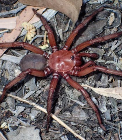 Дуже рідкісний вид: в Австралії науковці виявили гігантських павуків-довгожителів