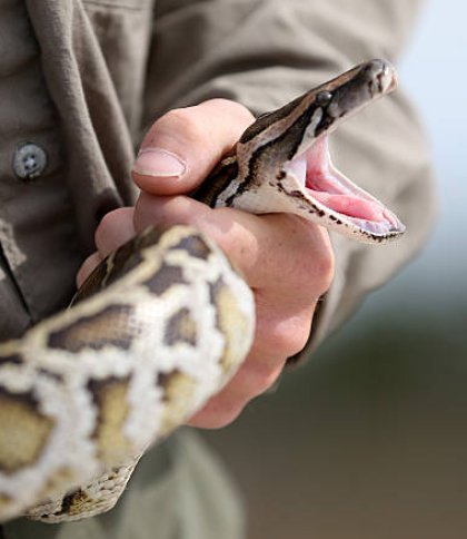 У Флориді юнак спіймав 231 змію і отримав за це кругленьку суму