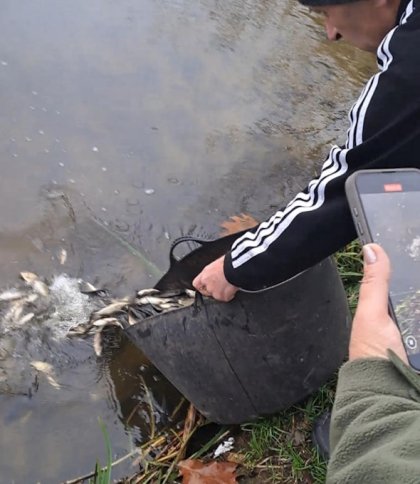 Короп, товстолоб і білий амур: в Добротвірське водосховище випустили 27 тис. рибин