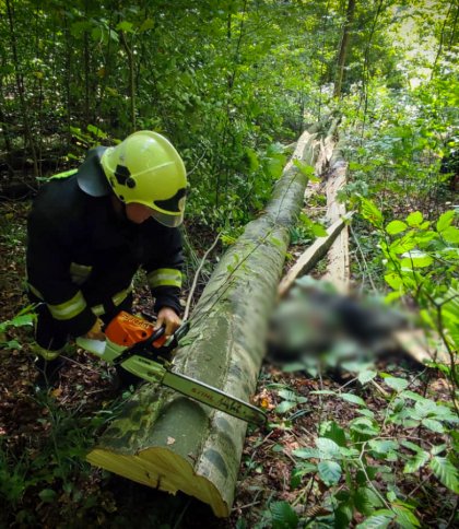 В лісі на Стрийщині загинув 56-річний чоловік через падіння дерева