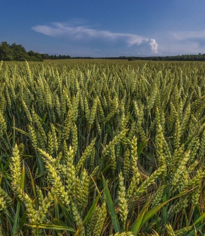 Двоє дрогобичан продали комунальні земельні ділянки за підробленими документами
