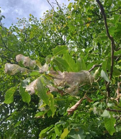 У Львівському районі ввели карантин через небезпечного шкідника