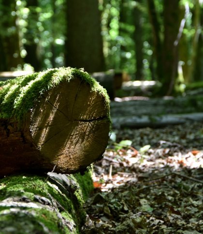 Командир військової частини продавав незаконно вирубані дерева із заказника «Чорний ліс»