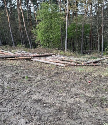 У Давидівській громаді незаконно зрубали дерева на понад 400 тисяч гривень