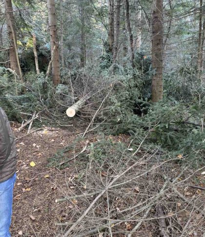 Незаконно зрубані дерева на 200 тис. грн виявили на Львівщині