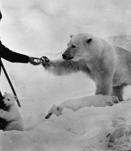 Українська антарктична експедиція шукає полярників