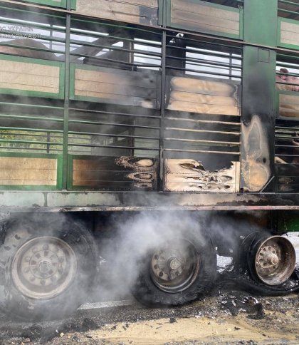 Згоріли колеса, причіп і свині: на Львівщині запалала фура посеред дороги