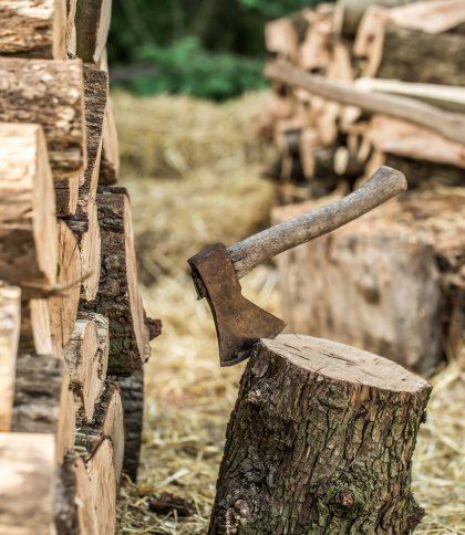 Золочівська міськрада відшкодує майже 200 тис. грн за вирубку дерев