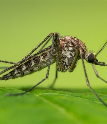 Захист від комарів