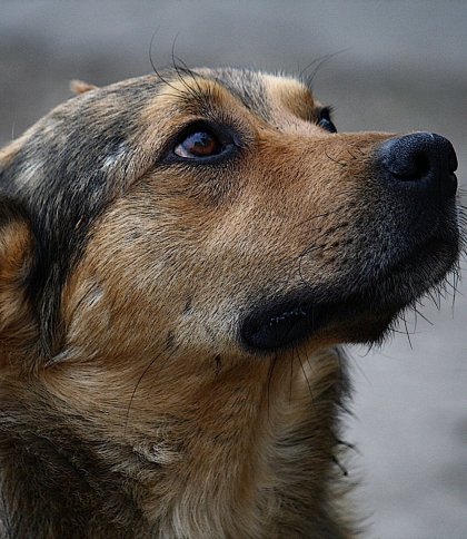 Мешканець Львівщини отримав рік умовно за те, що стріляв з рушниці у собаку