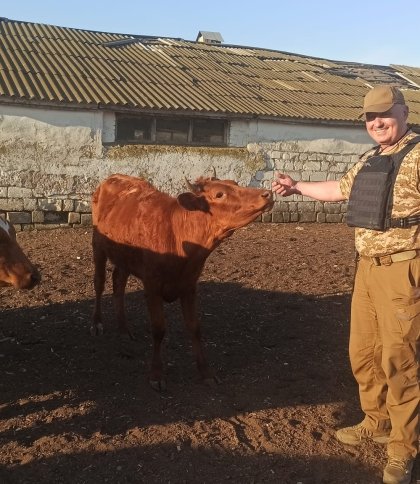 "Вивозили під обстрілами": як 120 корів вдалось евакуювати у Дрогобич