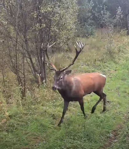 Фотопастки в прикордонній зоні Самбірщини зафіксували оленя та косуль