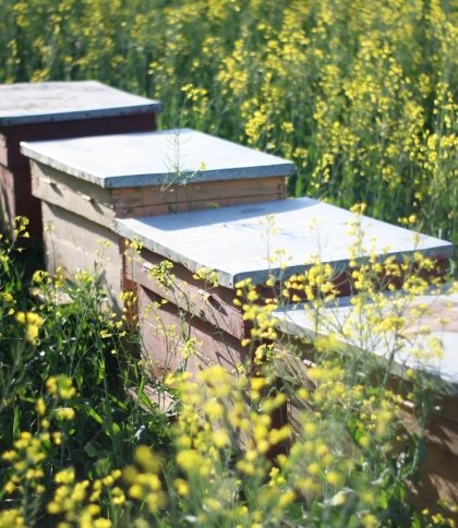 Бджолярі, які втратили пасіку через війну, отримають допомогу