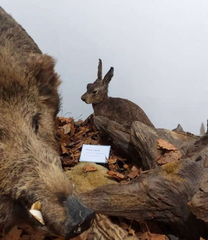 Виставка «Мистецтво Виживання» та «Експедиція до Антарктиди»