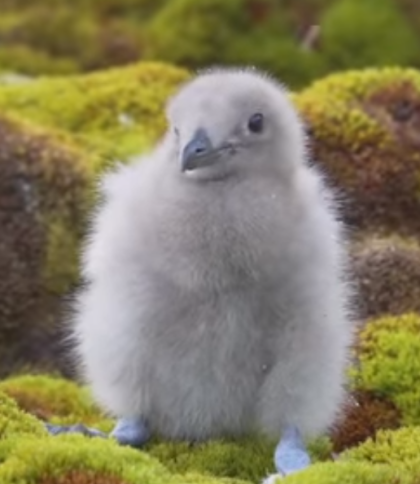 Полярники показали миле пташенятко, яке виросте у головного хижака Антарктиди