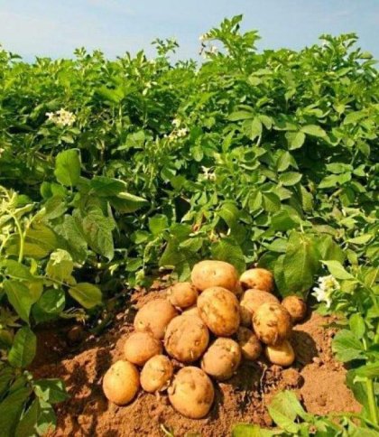 Кущі картоплі ростуть на городі