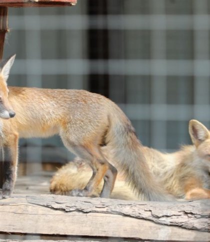 Домівка врятованих тварин запрошує львівʼян долучитися до благодійного “Базару Добра”