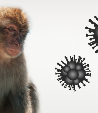 В основному хворіють чоловіки: у Європі стрімко поширюється мавпʼяча віспа