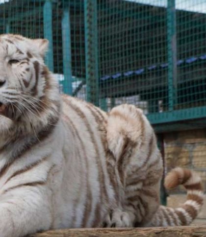 У меденицькому зоопарку просять купити квиток для підтримки звірів