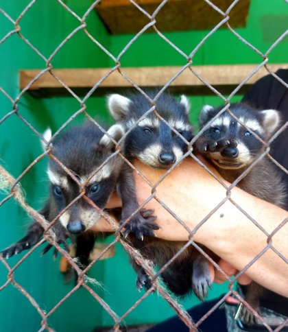 У Новій Каховці затопило зоопарк, де жили 300 тварин: власниця каже, що вони загинули