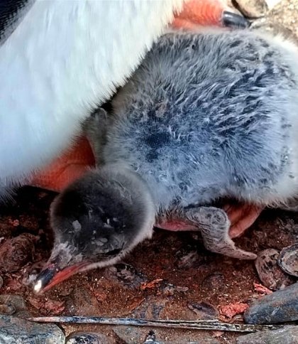 Перше дитинча в сезоні: біля антарктичної станції «Академік Вернадський» вилупилося пінгвінятко  